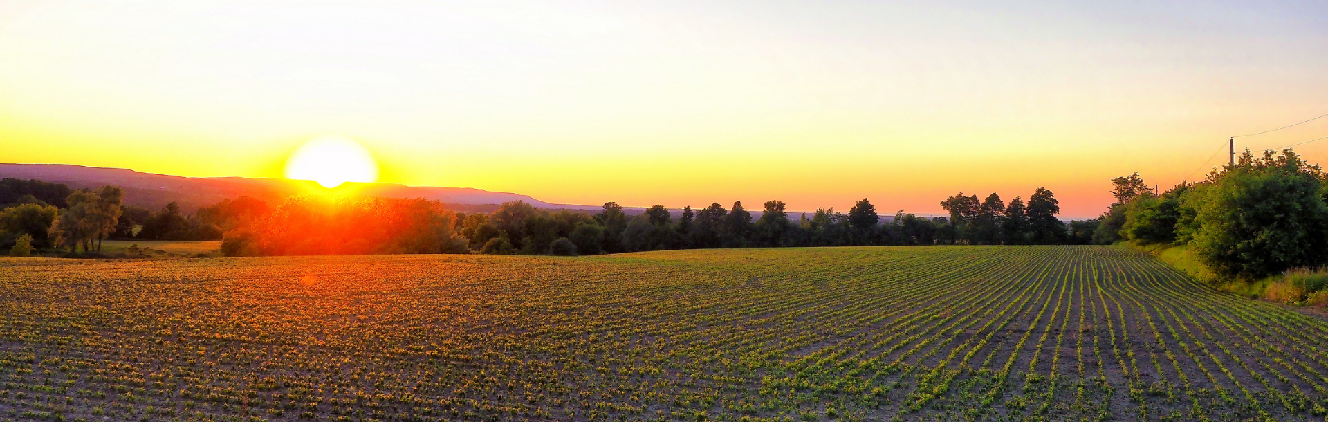 Spring Field Sunrise
